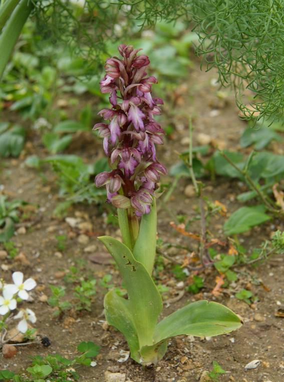 Barlia robertiana